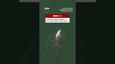 Grieving mother dolphin carries her dead calf for days. #Dolphin #Australia #BBCNews