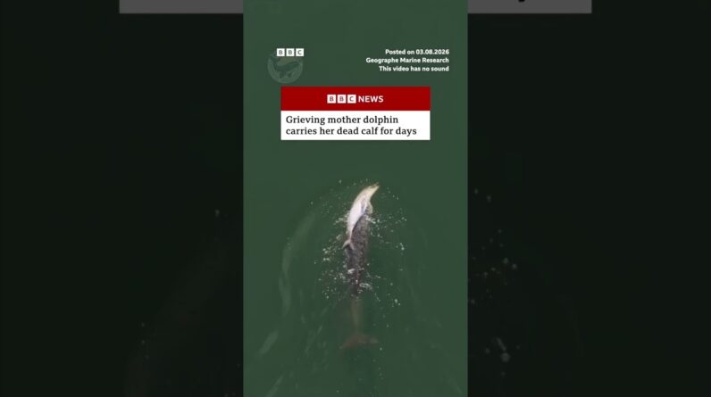 Grieving mother dolphin carries her dead calf for days. #Dolphin #Australia #BBCNews