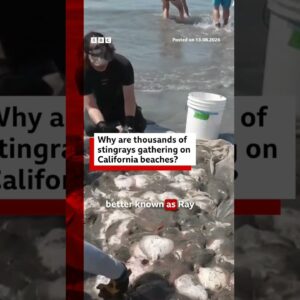 Hundreds of stingrays inundate California beach ahead of expected El Niño surge #BBCNews