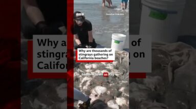 Hundreds of stingrays inundate California beach ahead of expected El Niño surge #BBCNews
