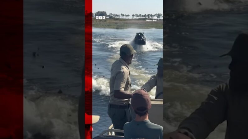 Tour boat chased down by Hippo in Botswana, Southern Africa  #BBCNews
