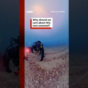 Why should we care about this new seaweed? #Seaweed #Science #BBCNews