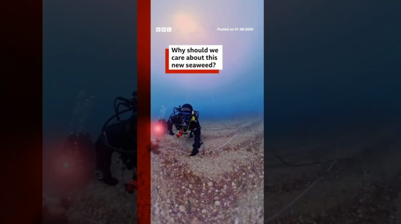 Why should we care about this new seaweed? #Seaweed #Science #BBCNews