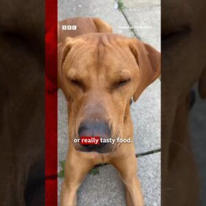 Why you should smile at your dog. #Dogs #Smile #BBCNews