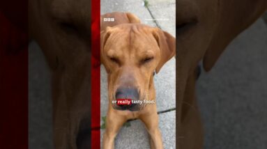 Why you should smile at your dog. #Dogs #Smile #BBCNews