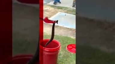 A player wore this helmet for nearly an hour with venomous snake inside. #BBCNews
