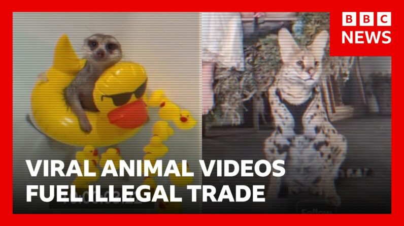 Viral exotic animal videos are fuelling illegal wildlife trade, according to charity | BBC News