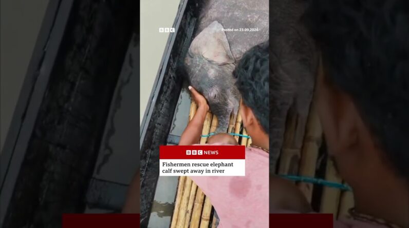 Fishermen rescue elephant calf swept away in river in India. #India #BBCNews