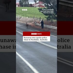 Runaway emu sparks Australian police chase. #BBCNews