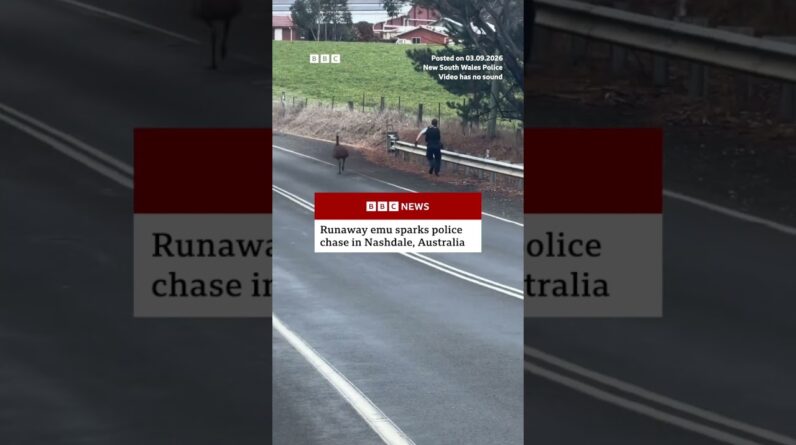 Runaway emu sparks Australian police chase. #BBCNews