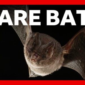 AI is unlocking the secrets of these rare bats | BBC News