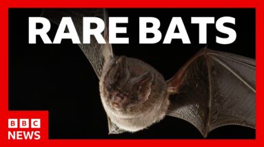 AI is unlocking the secrets of these rare bats | BBC News