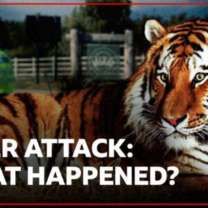 What happened during a fatal tiger attack on a man at wildlife park? | BBC News