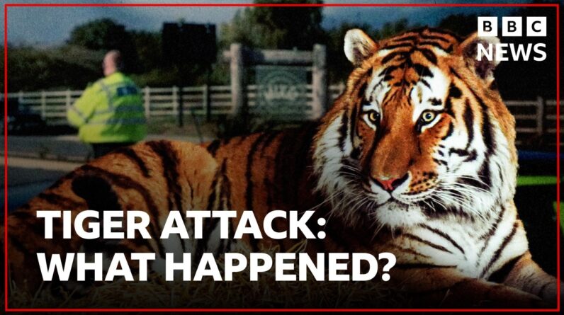 What happened during a fatal tiger attack on a man at wildlife park? | BBC News