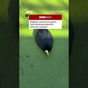 Belgium canal turns green from duckweed growth after hot summer. #BBCNews