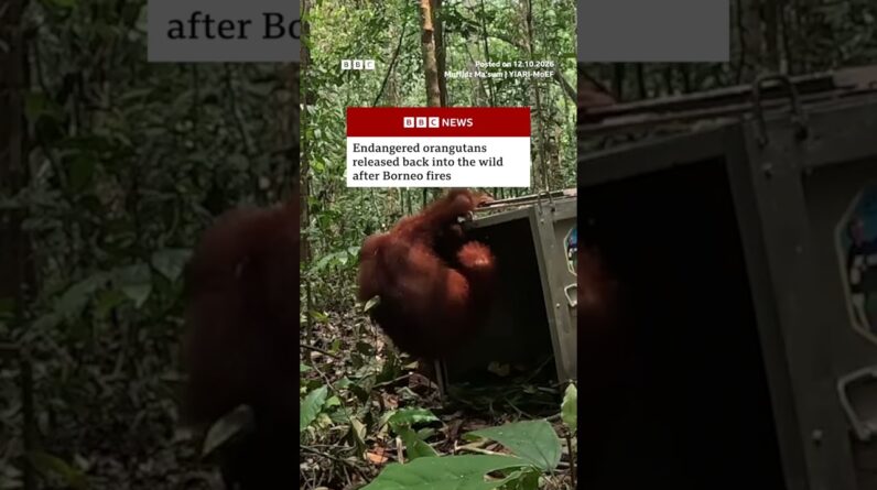 Endangered orangutans released back into the wild after Borneo fires. #BBCNews