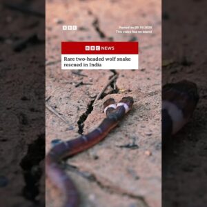 Rare two-headed wolf snake rescued in India. #India #Snake #BBCNews