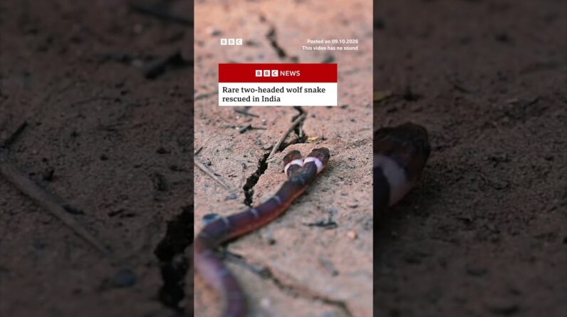 Rare two-headed wolf snake rescued in India. #India #Snake #BBCNews