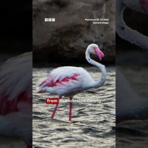 Canadian tourist found guilty in US of animal cruelty after stealing flamingo. #BBCNews