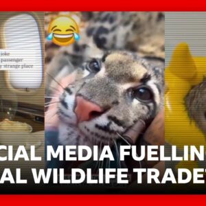 The truth behind viral social media videos of exotic animals | BBC News