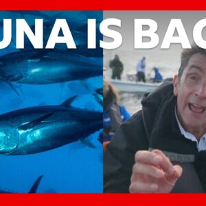 Tuna had almost vanished from UK seas - now it's back. How? | BBC News