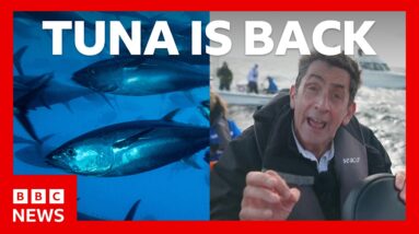 Tuna had almost vanished from UK seas - now it's back. How? | BBC News