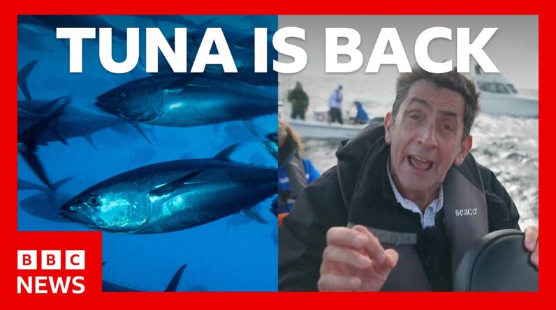 Tuna had almost vanished from UK seas - now it's back. How? | BBC News