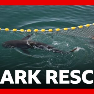 Huge crowds watch third attempt to save shark stranded in South Korea | BBC News