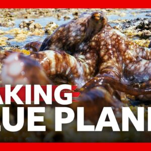 What it takes to make Blue Planet III | BBC News