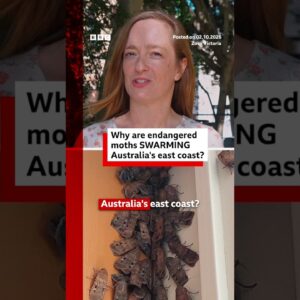Why are endangered moths swarming Australia's east coast? #BBCNews