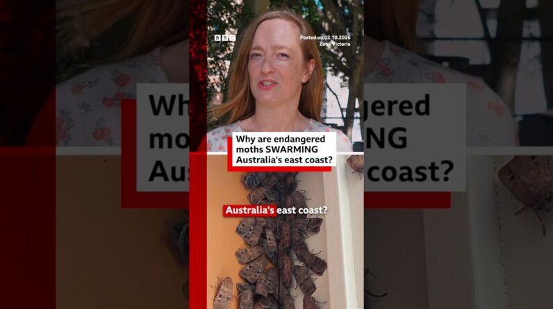 Why are endangered moths swarming Australia's east coast? #BBCNews